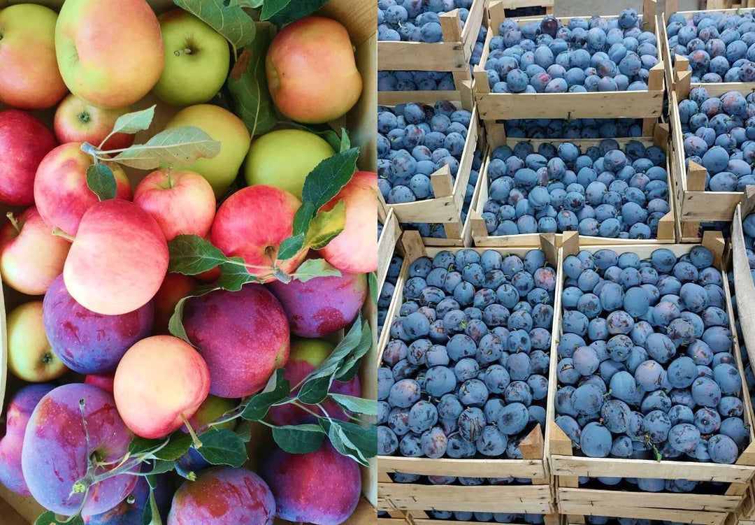 Fruits biologiques - Pommes et Prunes