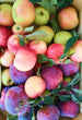ZETS Pommes Biologiques - par kilogramme